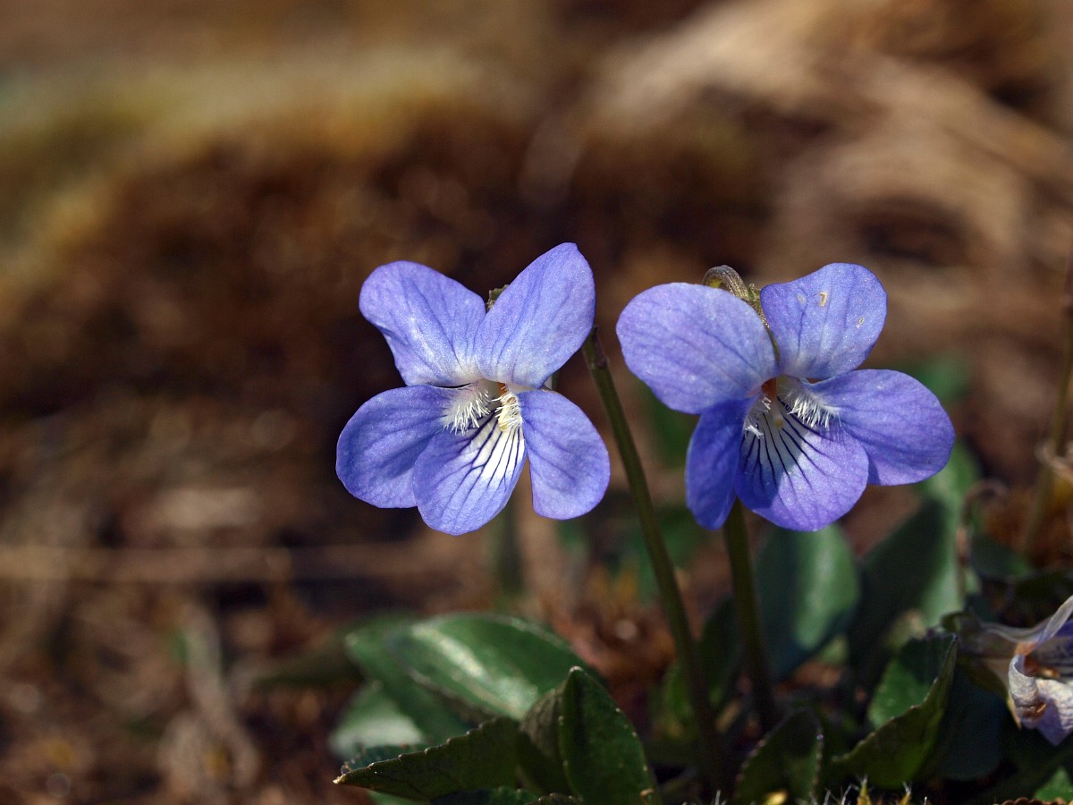 Представитель Семейства Violaceae